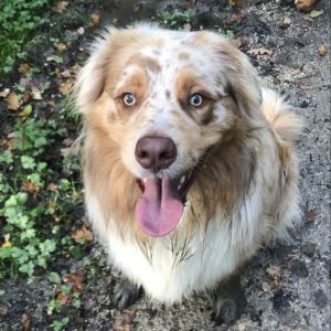 Bailey