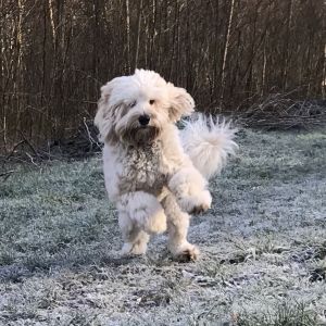 Bowie