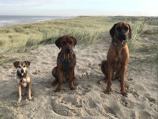 Chica Lodewijk Kibo Chica Lodewijk Kibo