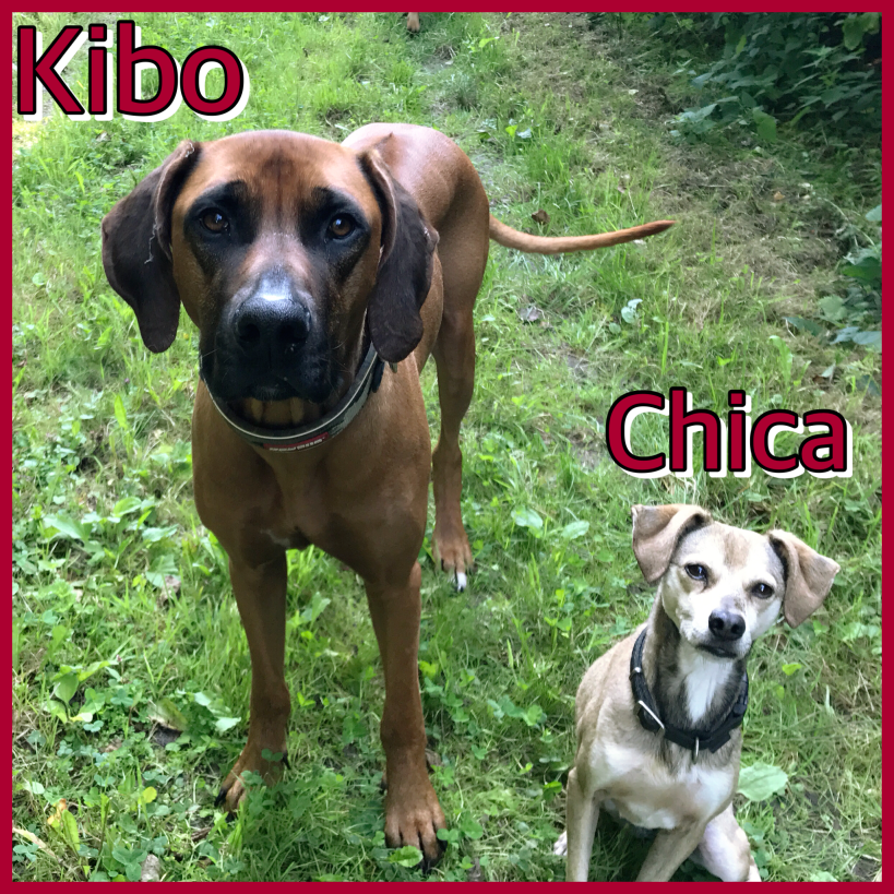 Kibo en Chica