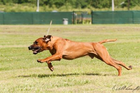 Kibo in actie