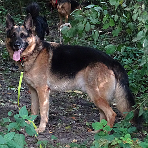 Rambo