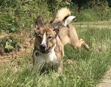 Taz