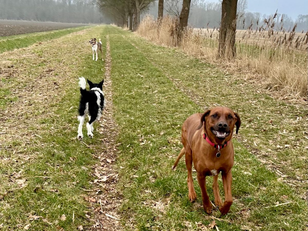 Blije hond tijdens een wandeling met The A-Team in Dronten