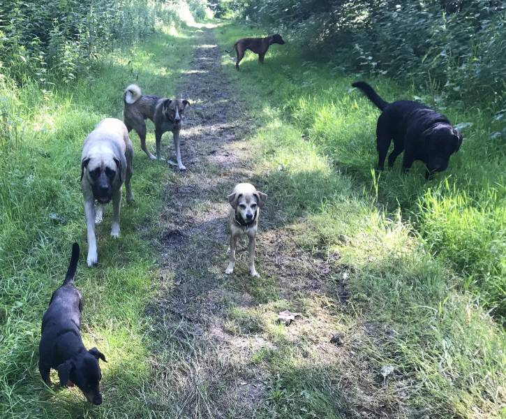 helemaal hond zijn