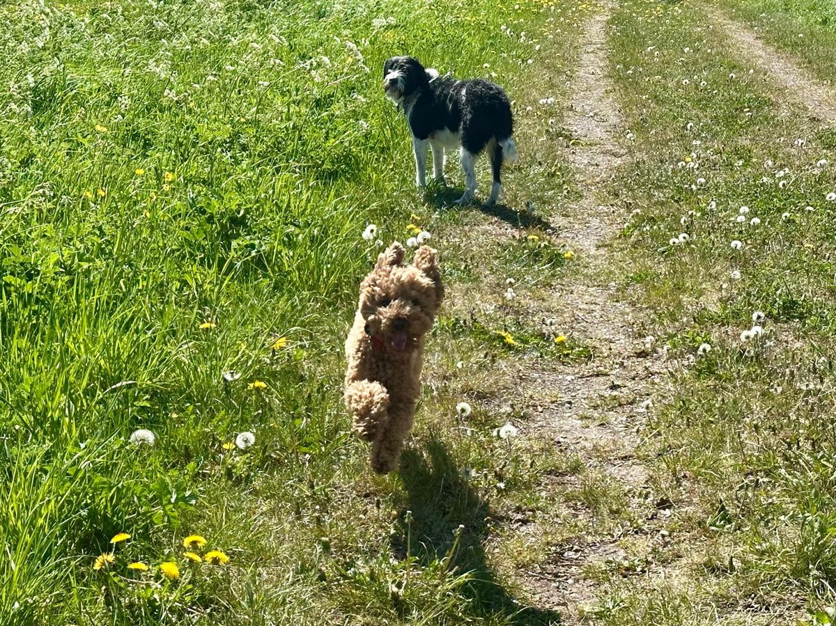 Hondenuitlaatservice Dronten - honden tijdens een zonnige groepswandeling
