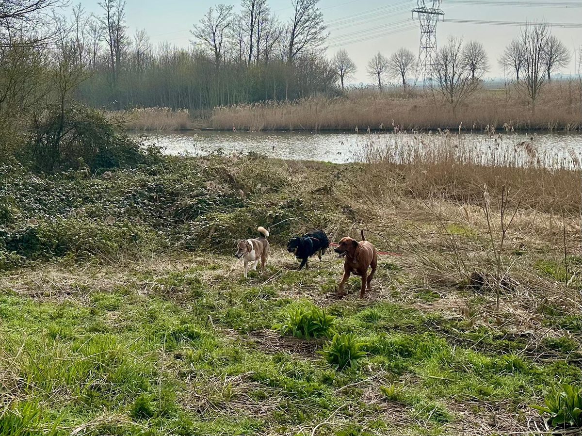 Honden wandelen bij het water in Dronten
